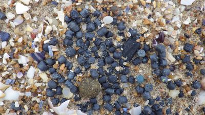 Camber Sands Disaster: How Tiny Plastic Beads Sparked a Major Ecological Scare Along Britain's Coast