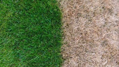 Combating winter browning — when Bermuda grass goes dormant and what to do about it