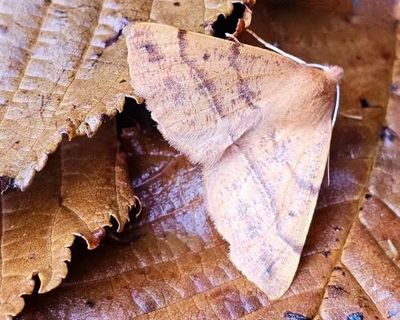 Country diary: The muted beauty of moth-trapping in November