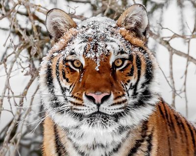‘The tigers are hungry’: endangered but deadly, the world’s largest big cat is sowing fear in Siberia’s villages