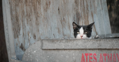 19 Street Cats Caught On Camera By Helin Bereket