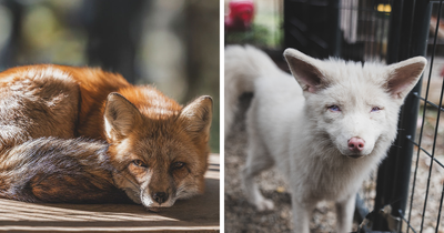 26 Gorgeous Rescued Foxes Through The Lens Of Greg Murray