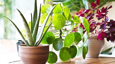 This is Your Final Warning to Bring These 7 Plants Indoors Before the Frosts – or Risk Losing Them Forever