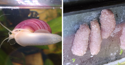 Mystery Snail Is Every Aquarist’s Funniest Clean-Up Crew