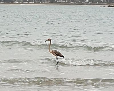 Frankie the missing flamingo ‘spotted’ 100 miles from Cornwall in Brittany