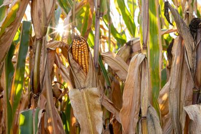 Trump officials set to approve ‘forever chemical’ as pesticide ingredient