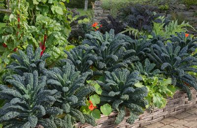 Why Kale and Spinach Are the Underdogs of the November Garden