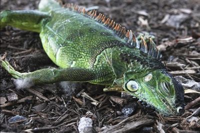 Floridians warned about falling iguanas as wintry weather hits eastern US