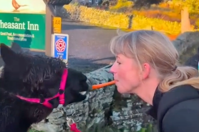 Sara Cox gets good luck kiss from alpaca for huge Children in Need challenge