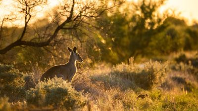 Quiet-quitting conservation undermines green goals