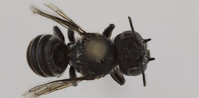 I discovered a new Australian native bee, but there are still hundreds we need to identify