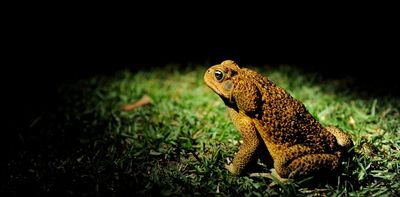 Cane toads are hopping towards the Pilbara, but a water-free containment zone could stop them
