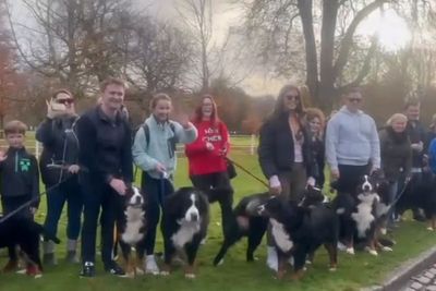 Bernese mountain dogs bid Michael D Higgins emotional farewell as presidency comes to end