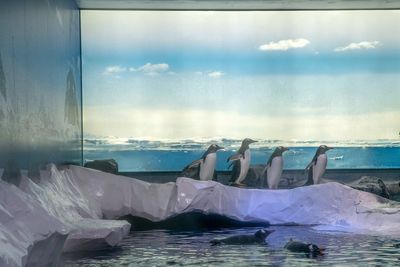 Campaigners call penguin captivity at Sea Life London aquarium ‘un-British’
