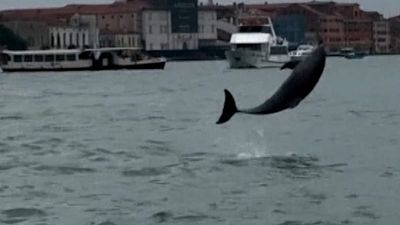Dolphin Mimmo thrills Venice but faces danger in the lagoon