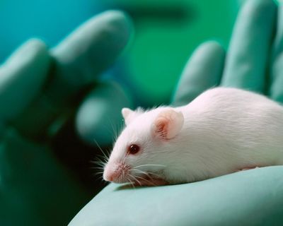 UK minister unveils plan to cut animal testing through greater use of AI