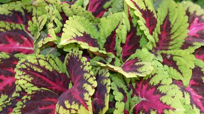 Don't Lose Fantastic Foliage Plants to Frost – Here are 2 Ways to Overwinter Coleus and Enjoy the Vibrant Leaves Next Year