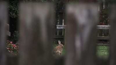 ‘Everyone’s on edge about it’: rabbit numbers on Phillip Island reach ‘plague proportions’