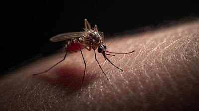 Scientists dream of beating malaria by editing disease-carrying mosquitoes' DNA. Could it work?