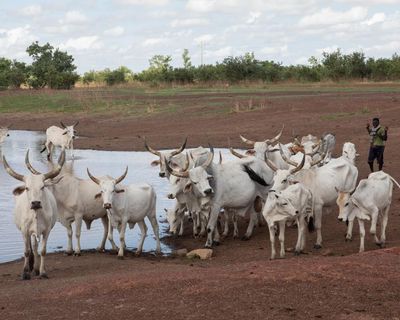 Why ‘mob grazing’ may help protect drought-hit Senegal’s vast grasslands