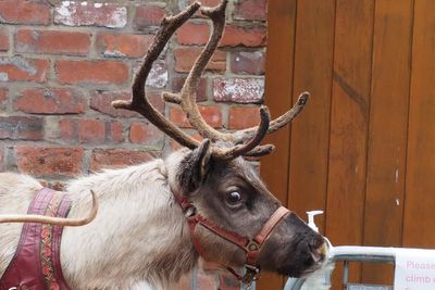 ‘Stop the use of live reindeer at Christmas events,’ animal welfare groups say