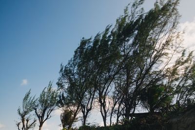 The Easiest Way to Keep Young Trees Safe from Winter Winds