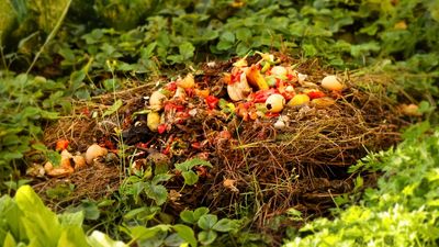 How to Spot Hidden Disease in Your Compost Pile Before It Spreads