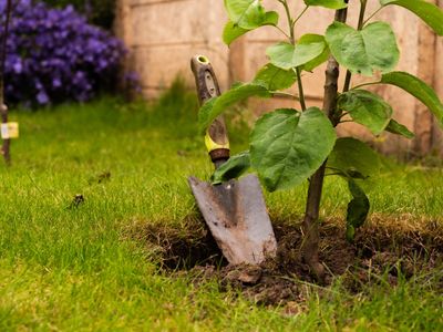 Bare-Root Planting: The November Gardening Move No One Talks About