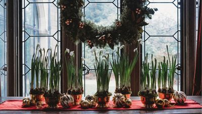 3 Indoor Bulbs for Low Light Spots – to Brighten up Dark Corners with a Festive Display