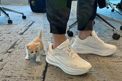 A mysterious meow from her car introduces Baylor coach Nicki Collen to a new family member