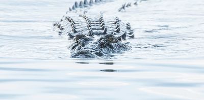 55 million years: Australia’s oldest crocodile eggshells found in Queensland