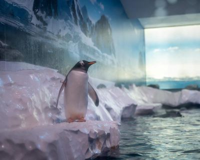 MPs call for release of 15 penguins ‘trapped’ at London aquarium