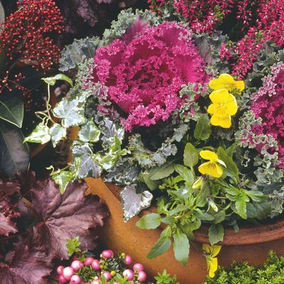 Cold-loving plants that thrive in frost and low temperatures – and they'll add a pop of colour to your front garden and window boxes all winter