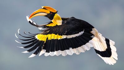 "I've spent days in a hide" – 17-year-old photographer globally recognized for capturing great hornbill in flight
