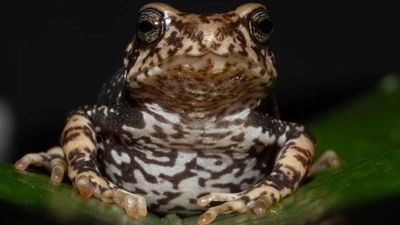 Newly discovered toads skip the tadpole stage and give birth to live 'toadlets'