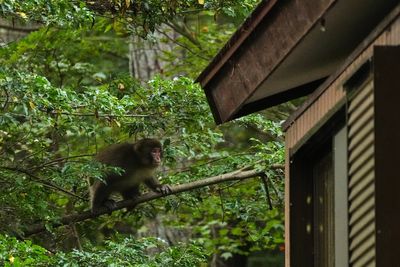 The ‘monkey-chasing squad’ trying to stop macaques from invading homes