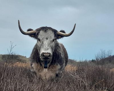 Country diary: The strange sight of cattle on sand dunes
