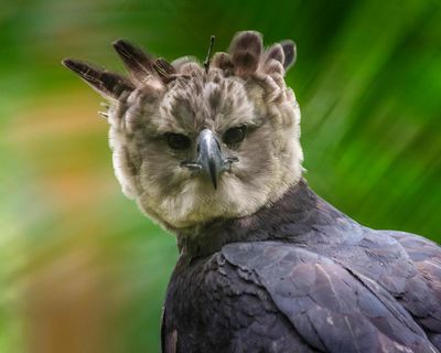 A jester in the jungle: my quest to see a baby harpy eagle