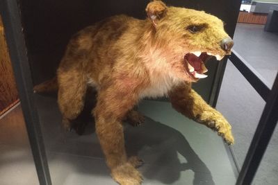 Mythical ‘carnivorous koala’ once did indeed roam Australia, scientists find