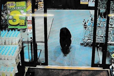 Japan battles surge of bear attacks in homes, schools and supermarkets