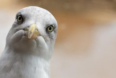 Researchers may have found the best way to stop seagulls stealing your food