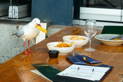 How to stop a seagull from stealing your chips, according to science