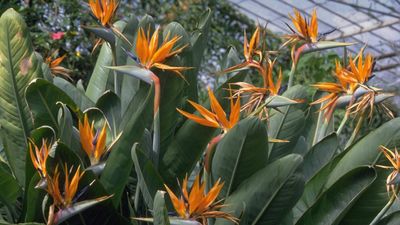 Don't Let This Tropical Stunner Succumb to Frost – How to Overwinter Bird of Paradise Indoors and Outdoors