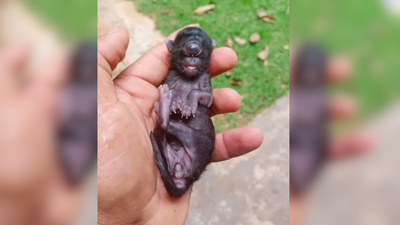 ‘I’ve never seen anything like this’: Brazilian farmer caught off guard as one-eyed ‘Cyclops Cat’ is born