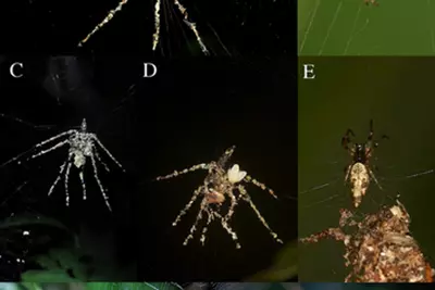 Spiders found weaving larger ‘scarecrow’ versions of themselves to fool predators