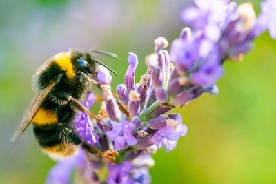 Bumblebees can learn to understand Morse code