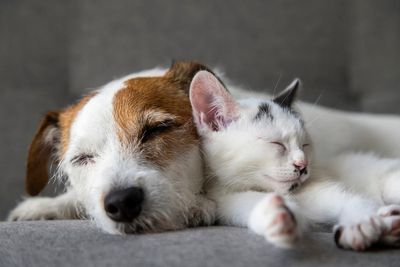 Pet owners forced to choose between ‘heating and eating – or caring for their animals’