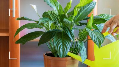 How often should you water a peace lily? Horticulture expert reveals the ideal routine