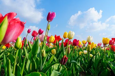 The Perfect Time to Plant Tulips (Hint: It’s Colder Than You Think)