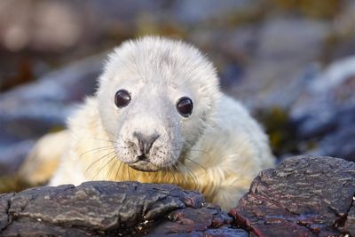 World’s longest-running grey seal survey continues on remote Farne Islands